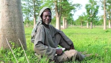 Photo de Elhadji Salifou Ouedraogo l’homme qui a planté 3000 baobabs en 48 ans