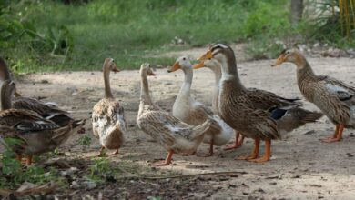Photo de Afrique du Sud : Quand les canards se substituent en pesticide
