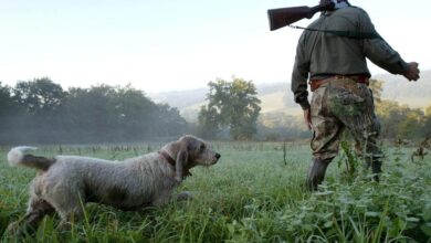 Photo de Etats-Unis : Un chien tue par balle un chasseur