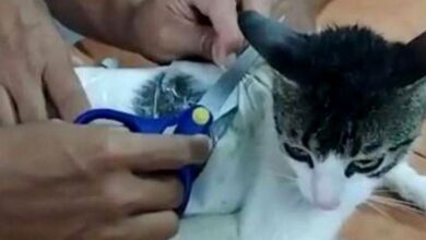 Photo de Un chat trafiquant de drogue a été arrêté